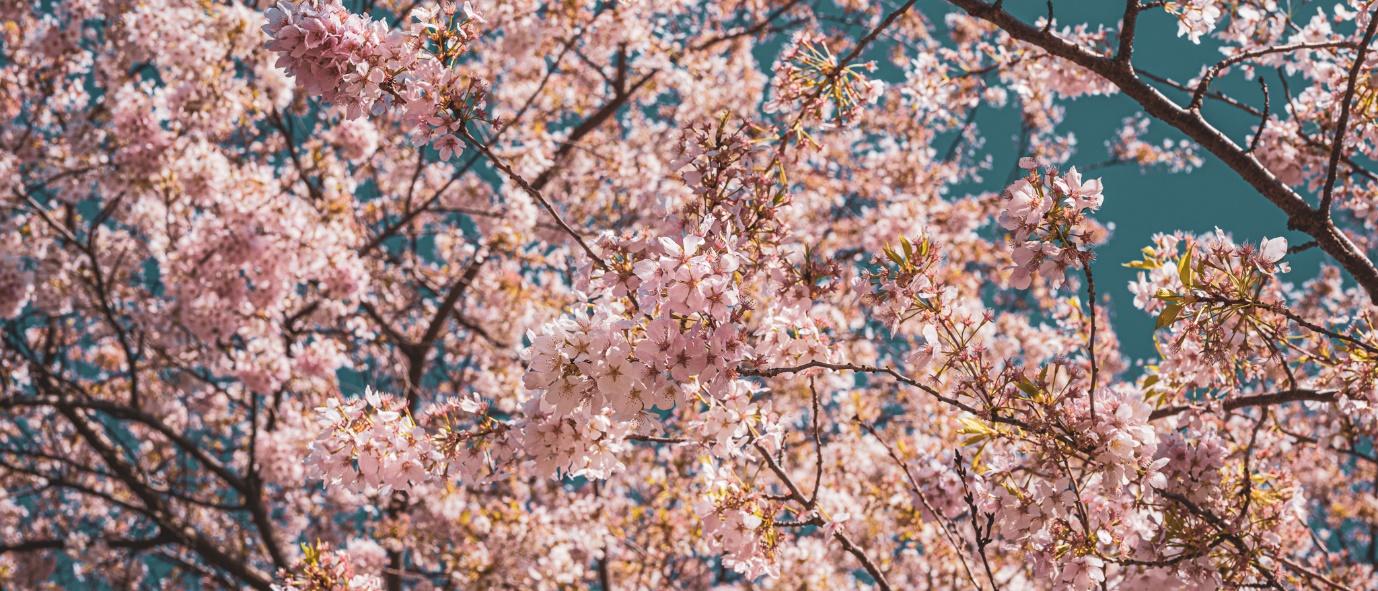 A tree with pink flowers

Description automatically generated